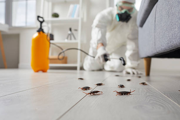 Commercial Kitchen Cockroach Control in Ester